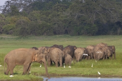 2014-Sri-Lanka-Zo-678-1